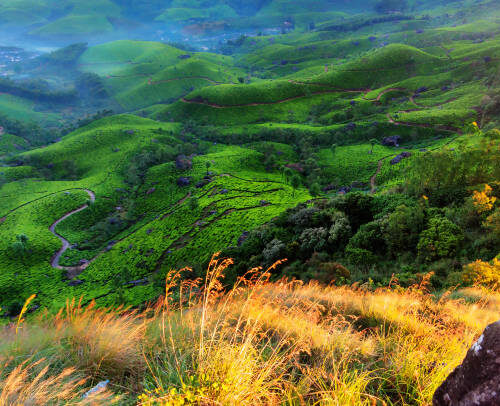 Moderate Mountain Adventure in Munnar