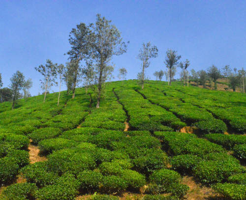 Best Sandalwood Tour from Munnar