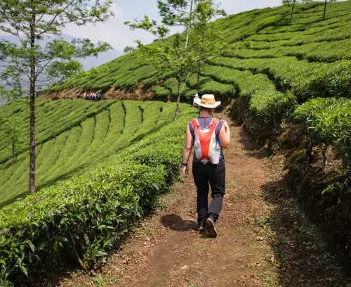 half day trekking in munnar